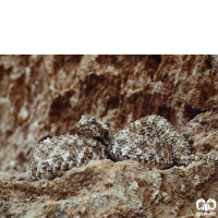 گونه افعی شاخدار دم عنکبوتی Spider-tailed Horned Viper 